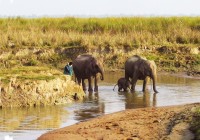 Elephants bathing in a stream