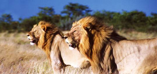 Proud Lions in the savanna