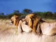Two proud Lions in the savanna