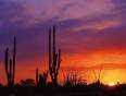 A beautiful sunset silhouetting cacti