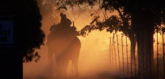 An elephant safari in the first light of dawn