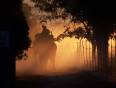 An elephant safari in the first light of dawn