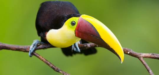 A colourful toucan bird - a key bird often seen on our Central America tours.