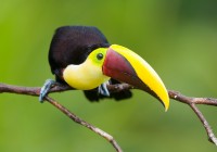 A colourful toucan bird - a key bird often seen on our Central America tours.