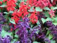 Cubbon Park flowers