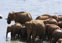 Elephants at Udawalawe National Park