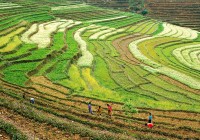 Colourful shades of green of the tea plantations in Darjeeling
