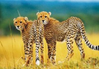 A pair of cheetahs often spotted on safari in Africa