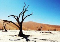 The famous clay pan of Deadvlei in Sossusvlei Namibia, a popular place on our Family Tours of Africa