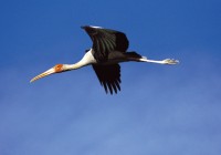A stork flies across the blue sky