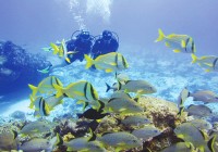 Explore the Red Sea coral reefs off the coast of Aqaba