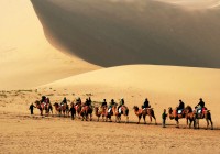 A group camel riding through the Gobi Desert in Mongolia