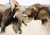 Elephants lock horns in a fight in Chobe National Park