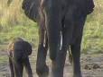 Mother and baby elephant on the move