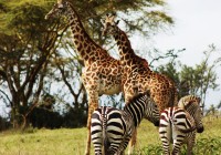 Giraffes and Zebras seen on safari in Africa.
