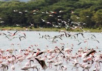 The iconic flamigoes of Lake Nakuru often seen on out East African Safaris