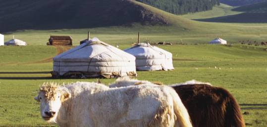 Some yaks in front of a ger in Mongolia