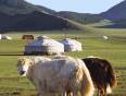 Some yaks in front of a ger in Mongolia