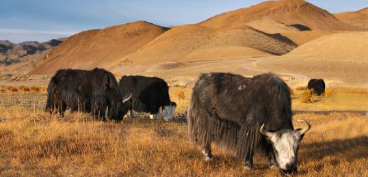 Yaks grazing in Mongolia
