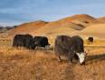 Yaks grazing in Mongolia