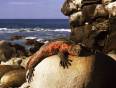 A lazy iguana sits on a rock by the sea in the Galapagos Islands
