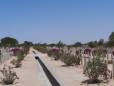 Rows of graves at El Alamein