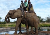 Take an amzing elephant ride in Africa on one of our safaris