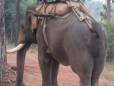 Elephant Safaris are a great way to get closer to the animals.