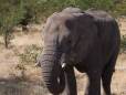 Elephant in Moremi Game Reserve