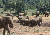 Pinnawala Elephant Orphange is always a popular stop on our Sri Lanka tours.