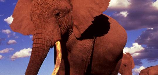 The amazing African elephant - a popular sight on out African Safaris