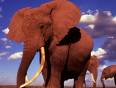 African elephants