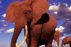 African elephants against a blue and cloudy sky