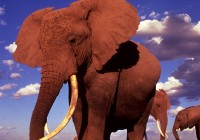 African elephants against a blue and cloudy sky