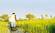 A mokoro along the waterways of the Okavango Delta in Botswana