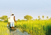 A mokoro along the waterways of the Okavango Delta in Botswana