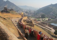 Elephants taking travellers up to the Amber Fort in Jaipur