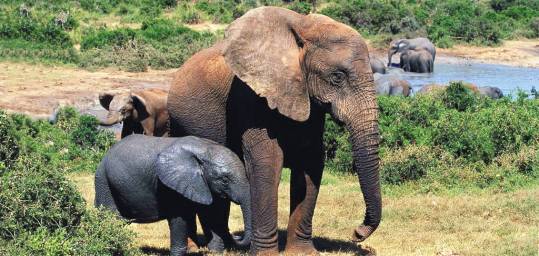 A herd of elephants in Chobe National Park, Botswana