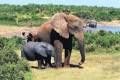 A herd of elephants in Chobe National Park, Botswana