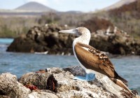 a blue footed booby in the Galapagos Islands