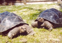 Galapagos Tortoises