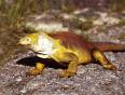 A colourful iguana on a Galapagos island