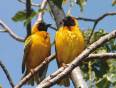 Weaver birds in Etosha National Park