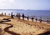 The morning catch of fish at Gopalpur-on-sea