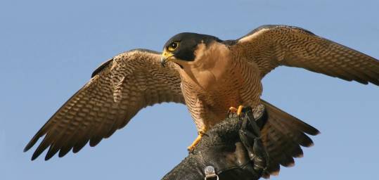 A falcon at the Bird Rehabilitation and Monitoring Centre in Yekaterinburg