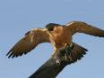 A falcon at the Bird Rehabilitation and Monitoring Centre in Yekaterinburg