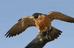 A falcon at the Bird Rehabilitation and Monitoring Centre in Yekaterinburg