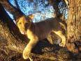 A lion cub up a tree