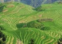 The Dragon's Backbone rice terraces in Longsheng