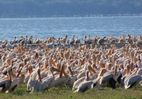 A flamboyance of flamingoes by a salt lake on an African Safari